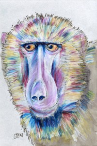 papio_anubis_72 Olive Baboon (click image to enlarge)