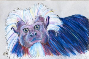 saguinus_oedipus_72 saguinus_oedipus_72