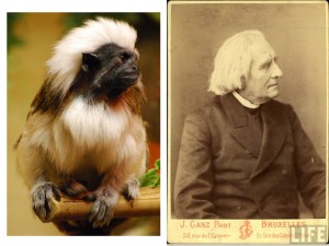 tamarin_liszt tamarin_liszt