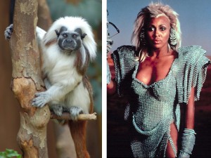 tamarin_tina tamarin_tina