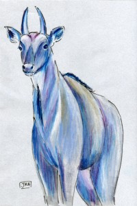 Nilgai (click image to enlarge)
