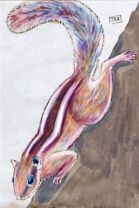 Indian palm squirrel (click image to enlarge