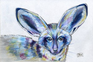 otocyon_megalotis_72 bat-eared fox (click image to enlarge)