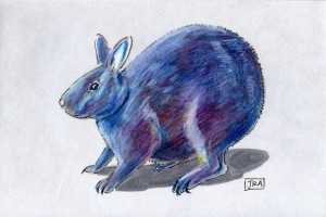 Amami rabbit (click image to enlarge)