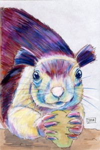 Indian giant squirrel (click to enlarge)