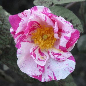 rosa_mundi Rosa Mundi (Rosa gallica versicolor) by Sebastian Crump