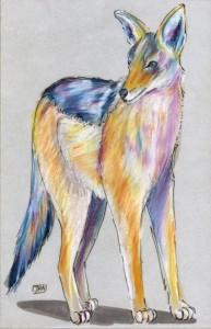 canis_mesomelas_72 canis_mesomelas_72