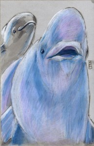 delphinapterus_leucas_72 Beluga whale (click image to enlarge)