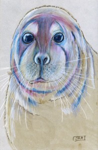 erignathus_barbatus_72 Bearded seal (click image to enlarge)