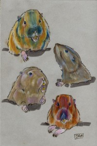 fourpocketgophers_72 Four pocket gopher species (click image to enlarge)