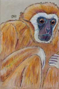 hylobates_lar_72 White-handed gibbon (click image to enlarge)