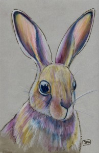 lepus_americanus_72 Snowshoe hare (click image to enlarge)