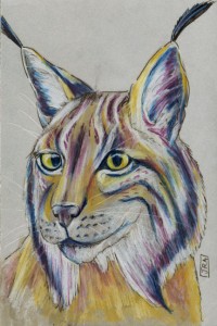 Iberian lynx (click image to enlarge)