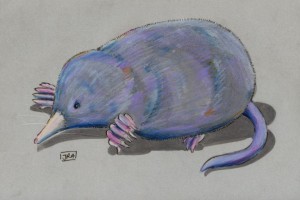 neurotrichus_gibbsii_72 American shrew mole (click image to enlarge)