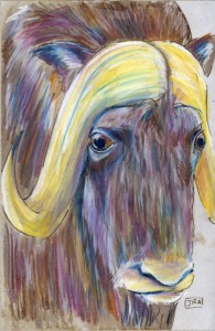 ovibos_moschatus_72 Muskox (click image to enlarge)