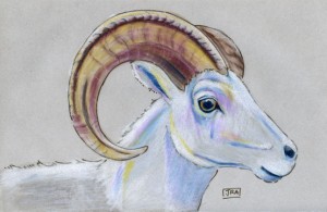 ovis_dalli_72 Thinhorn sheep (click image to enlarge)