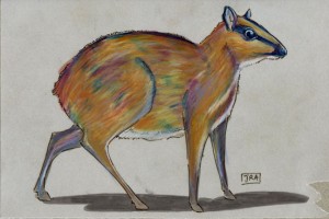 tragulus_napu_72 Greater mouse-deer (click image to enlarge)