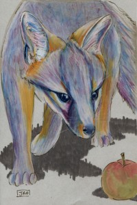 urocyon_cinereoargenteus_72 Gray fox (click image to enlarge)