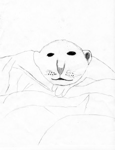 panthera_leo_ck_72 C's lion