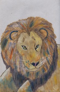 panthera_leo_vk_72 V's lion