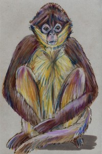 Black-handed spider monkey (click image to enlarge)