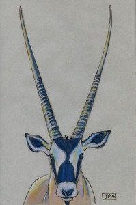 oryx_gazella_72 Gemsbok (click image to enlarge)