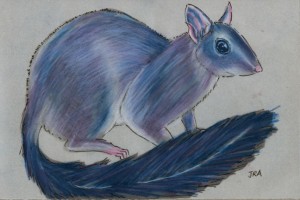phascogale_tapaotafa_72 Brush-tailed phascogale (click image to enlarge)