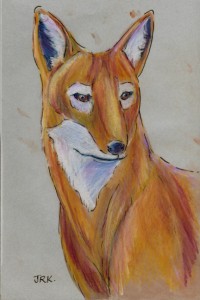 canis_simensis_72