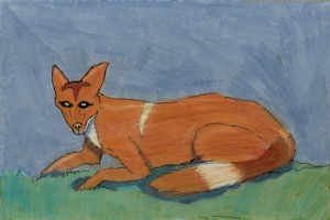 canis_simensis_theo_72