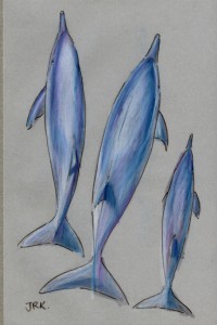 stenella_longirostris_72