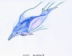 stenella_longirostris_theo_72