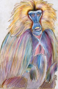gelada monkey