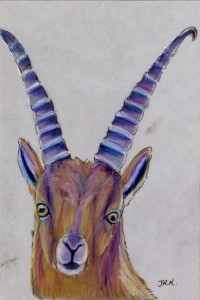 capra_ibex_72