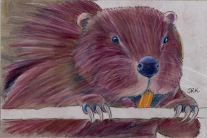 castor_fiber_72