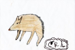 catagonus_coco_72