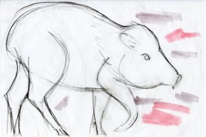 catagonus_sketch_72