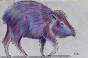 catagonus_wagneri_72
