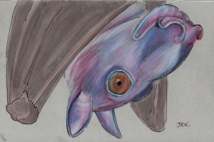 hypsignathus_monstrosus_72