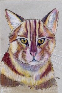prionailurus_bengalensis_72