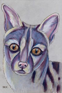 genetta_genetta_72