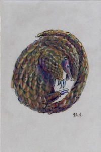 manis_tricuspis_72