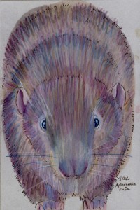 aplodontia_rufa_72 Sewellel