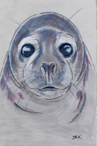 Gray seal