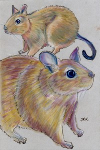 octodon_degus_72 Two Octodon degus