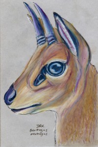 Klipspringer
