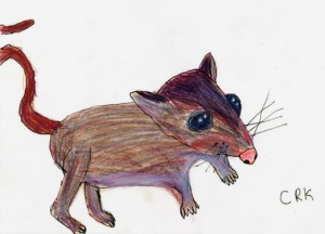 antechinus_stuarti_crk_72
