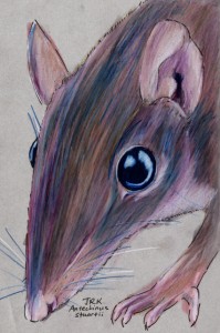 antechinus_stuartii_72