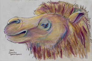 camelus_bactrianus_72