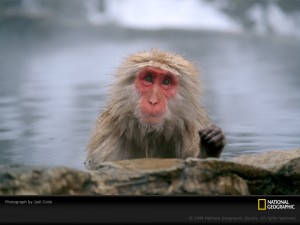 japanese-macaque-cobb-406529-sw