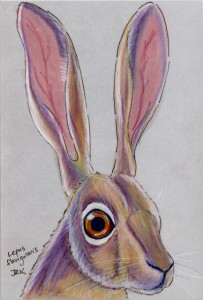 lepus_flavigularis_72